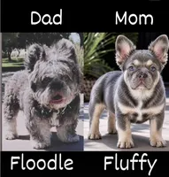 Chris, a male French Bulldog for sale in Lehigh Acres, FL – 2 of 2