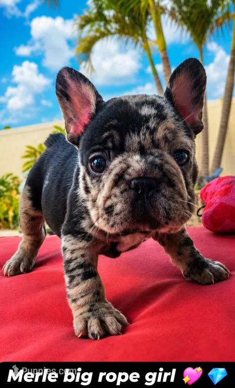 Chiqui – French Bulldog puppy for sale in Lehigh Acres, FL