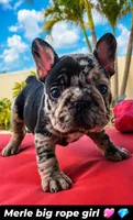 Chiqui, a female French Bulldog for sale in Lehigh Acres, FL – 1 of 3