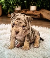 Jenny , a female American Bulldog for sale in Lehigh Acres, FL – 1 of 2