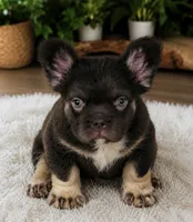 Johny, a male French Bulldog for sale in Lehigh Acres, FL – 1 of 1