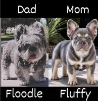 Danny, a male French Bulldog for sale in Lehigh Acres, FL – 2 of 2