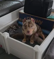 Jenny, a female American Bully for sale in Lehigh Acres, FL – 2 of 3
