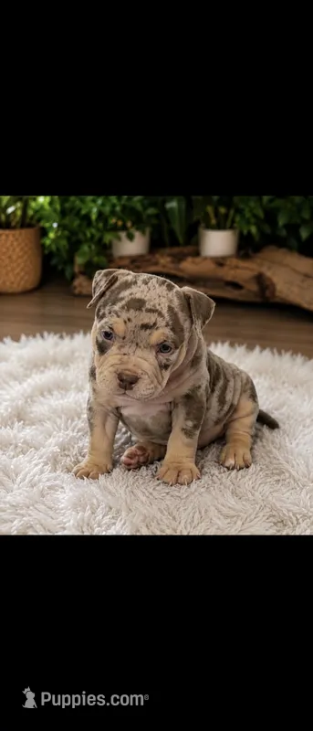 Jenny – American Bully puppy for sale in Lehigh Acres, FL