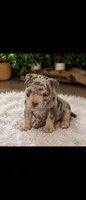 Jenny, a female American Bully for sale in Lehigh Acres, FL – 1 of 3