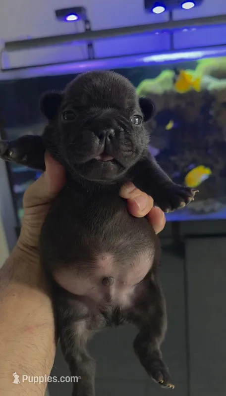 Panter – French Bulldog puppy for sale in Lehigh Acres, FL