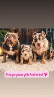 Jenny , a female American Bulldog for sale in Lehigh Acres, FL – 2 of 2