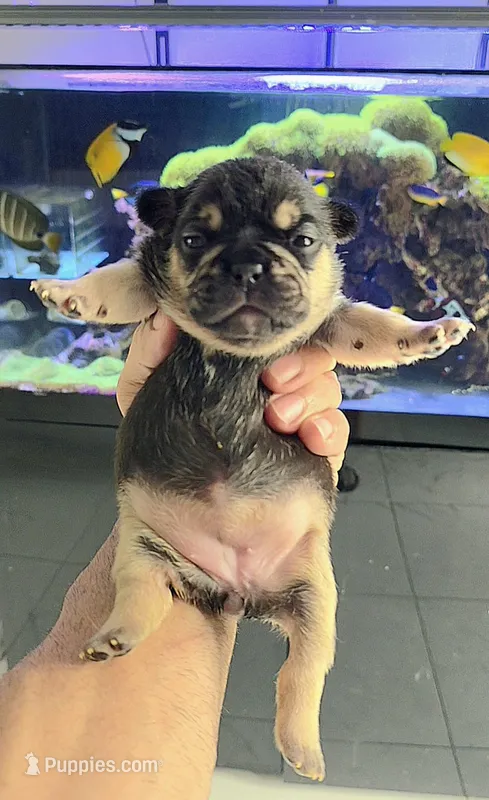 Lucy – French Bulldog puppy for sale in Lehigh Acres, FL