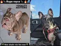 Jeny, a female French Bulldog for sale in Lehigh Acres, FL – Photo 2 of 2