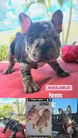 Jeny, a female French Bulldog for sale in Lehigh Acres, FL – 3 of 3