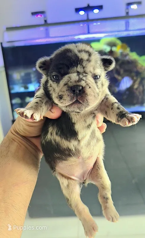 Jeny – French Bulldog puppy for sale in Lehigh Acres, FL