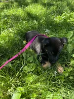 Pepper, a female German Shepherd Dog for sale in Alton, IL – 2 of 2