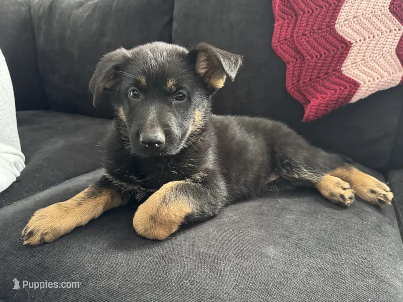 Pepper – German Shepherd Dog puppy for sale in Alton, IL