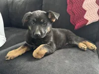 Pepper, a female German Shepherd Dog for sale in Alton, IL – 1 of 2