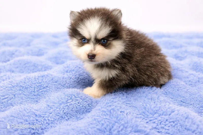 Benji, a male Pomsky for sale in Lakeland, FL – Photo 1 of 1