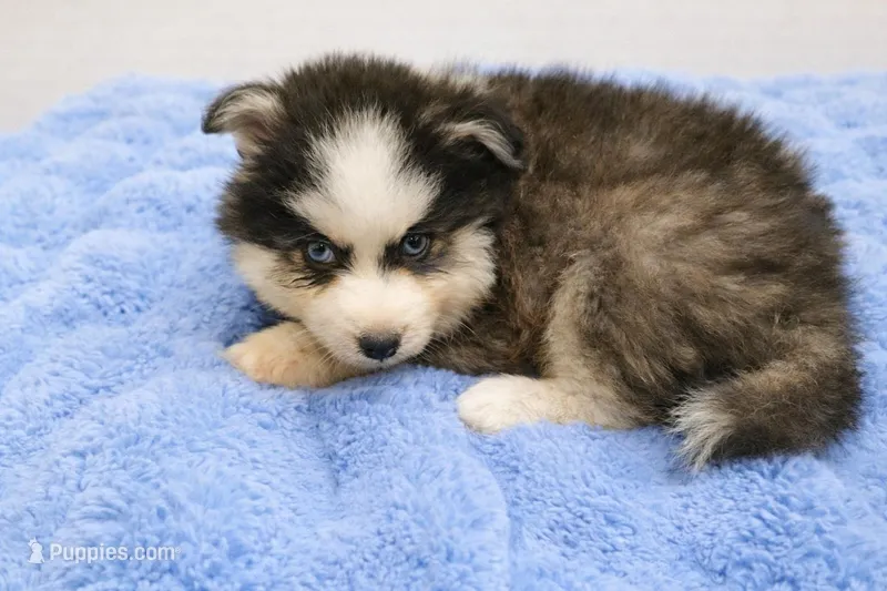 Bear, a male Pomsky for sale in Lakeland, FL – Photo 1 of 1