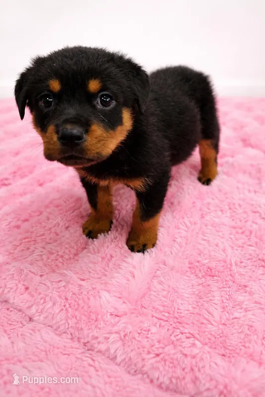 Lilly, a female Rottweiler for sale in Lakeland, FL – Photo 1 of 1