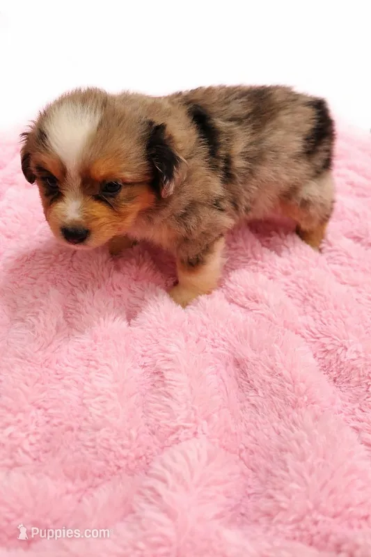 Nugget, a female Australian Shepherd for sale in Lakeland, FL – Photo 1 of 1