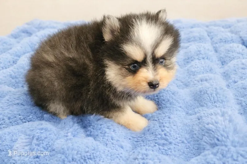 Milo, a male Pomsky for sale in Lakeland, FL – Photo 1 of 1