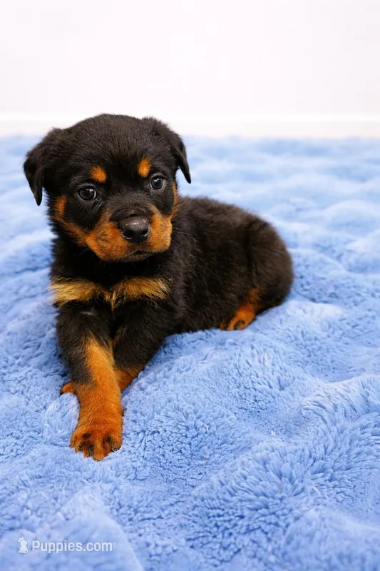 Titan, a male Rottweiler for sale in Lakeland, FL – Photo 1 of 1