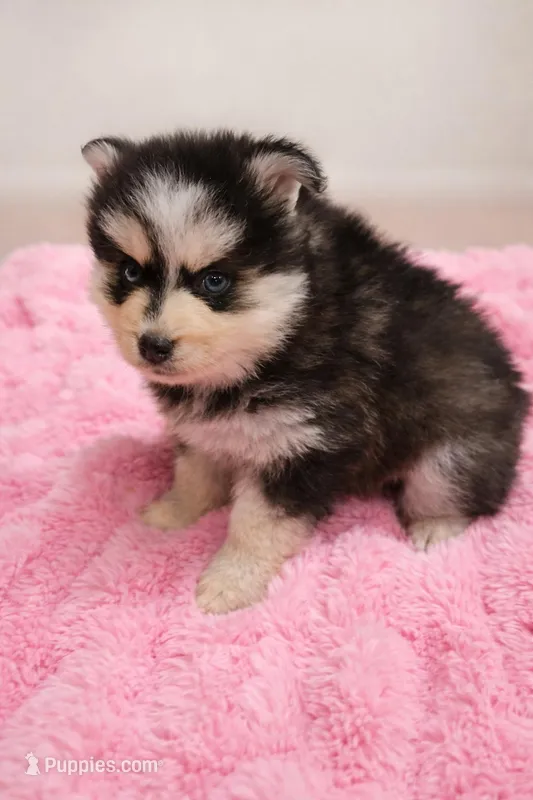 Millie, a female Pomsky for sale in Lakeland, FL – Photo 1 of 1