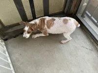 AKC Bacon, a male Poodle - Miniature  for sale in Elgin, TX – Photo 5 of 6