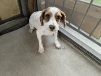 AKC Bacon, a male Poodle - Miniature  for sale in Elgin, TX – Photo 4 of 6