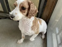 AKC Bacon, a male Poodle - Miniature  for sale in Elgin, TX – Photo 2 of 6