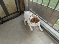 AKC Bacon, a male Poodle - Miniature  for sale in Elgin, TX – Photo 6 of 6