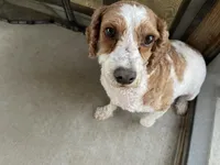 AKC Bacon, a male Poodle - Miniature  for sale in Elgin, TX – Photo 3 of 6