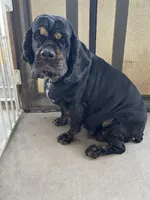 AKC Hope, a female Cocker Spaniel for sale in Elgin, TX – Photo 1 of 7