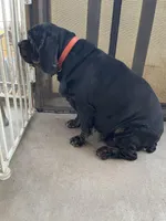 AKC Hope, a female Cocker Spaniel for sale in Elgin, TX – Photo 2 of 7