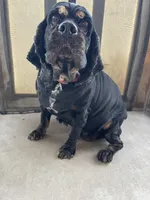 AKC Hope, a female Cocker Spaniel for sale in Elgin, TX – Photo 3 of 7