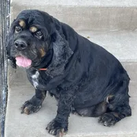 AKC Hope, a female Cocker Spaniel for sale in Elgin, TX – Photo 6 of 7