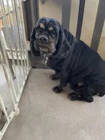 AKC Hope, a female Cocker Spaniel for sale in Elgin, TX – Photo 4 of 7