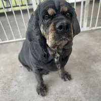 AKC Hope, a female Cocker Spaniel for sale in Elgin, TX – Photo 5 of 7