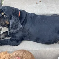 AKC Hope, a female Cocker Spaniel for sale in Elgin, TX – Photo 7 of 7