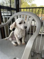 AKC Minnie, a female Poodle - Miniature  for sale in Elgin, TX – Photo 7 of 9