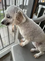 AKC Minnie, a female Poodle - Miniature  for sale in Elgin, TX – Photo 3 of 9