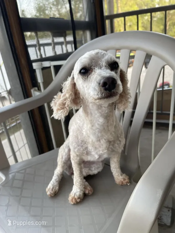 AKC Minnie – Poodle - Miniature  puppy for sale in Elgin, TX