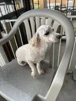 AKC Minnie, a female Poodle - Miniature  for sale in Elgin, TX – Photo 2 of 9