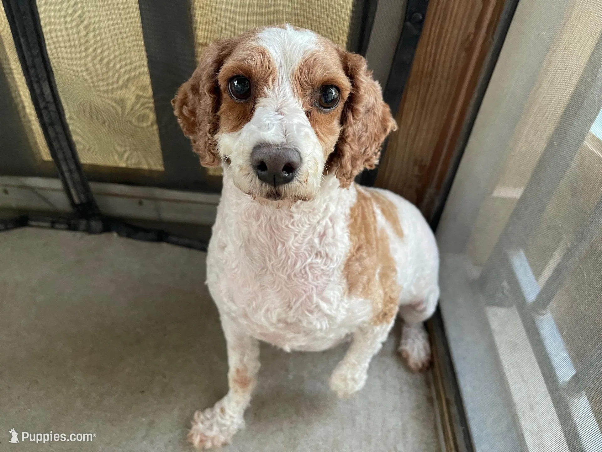 AKC Bacon – Poodle - Miniature  puppy for sale in Elgin, TX