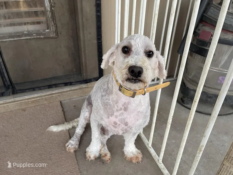 AKC Rex – Poodle - Miniature  puppy for sale in Elgin, TX