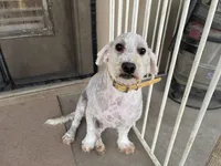 AKC Rex, a male Poodle - Miniature  for sale in Elgin, TX – Photo 1 of 7