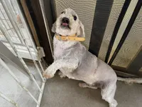 AKC Rex, a male Poodle - Miniature  for sale in Elgin, TX – Photo 3 of 7