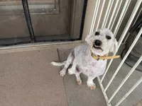 AKC Rex, a male Poodle - Miniature  for sale in Elgin, TX – Photo 2 of 7