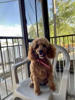 LaLa - mini cockapoo, a female Cockapoo for sale in Elgin, TX – Photo 2 of 6