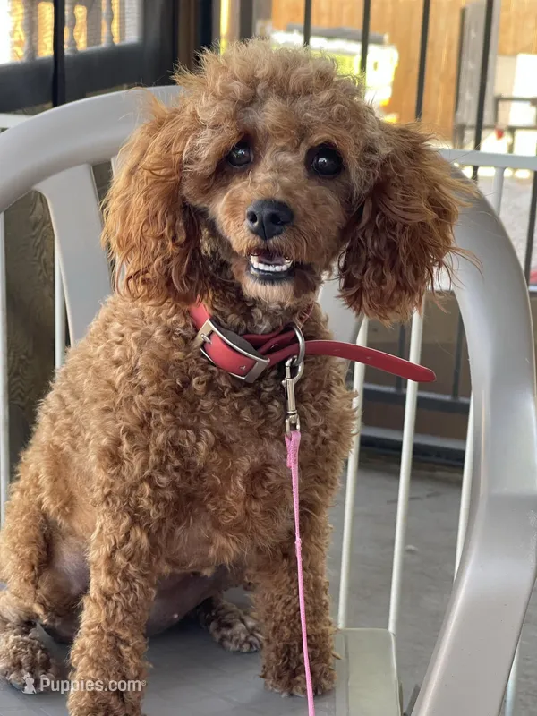LaLa - mini cockapoo, a female Cockapoo for sale in Elgin, TX – Photo 1 of 6