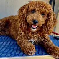 LaLa - mini cockapoo, a female Cockapoo for sale in Elgin, TX – Photo 6 of 6