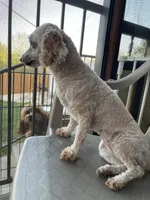 AKC Minnie, a female Poodle - Toy  for sale in Elgin, TX – Photo 2 of 8
